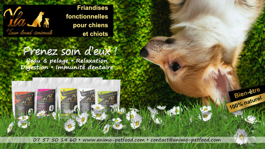 friandise-pour-chien